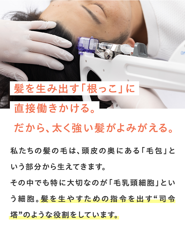 髪を生み出す「根っこ」に 直接働きかける。 だから、太く強い髪がよみがえる。私たちの髪の毛は、頭皮の奥にある「毛包」という部分から生えてきます。その中でも特に大切なのが「毛乳頭細胞」という細胞。髪を生やすための指令を出す“司令塔”のような役割をしています。
