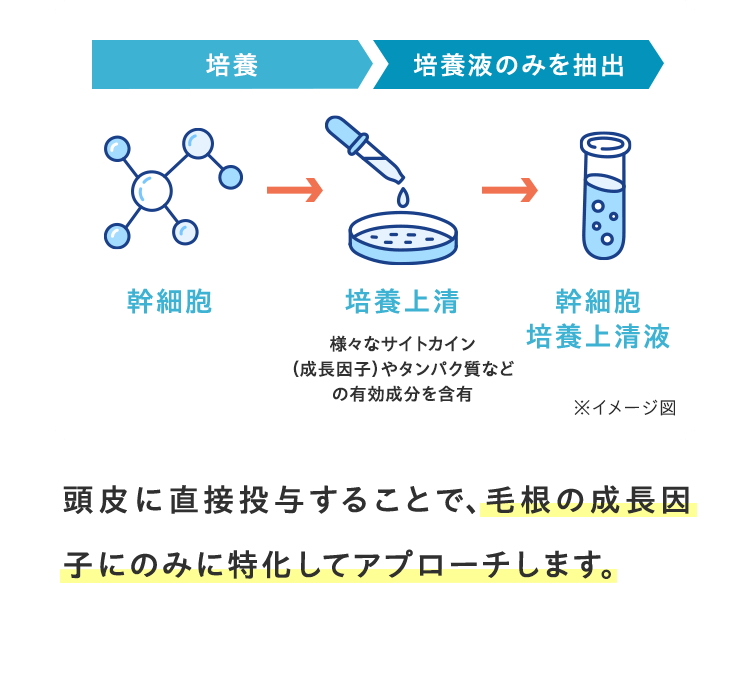 頭皮に直接投与することで、毛根の成長因子にのみに特化してアプローチします。